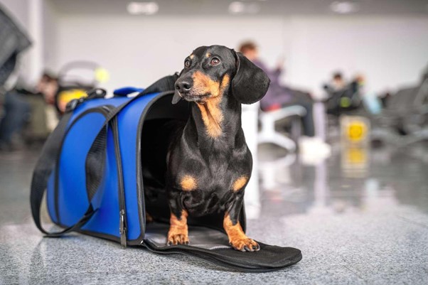 Visit The Veterinarian For Traveling Preparedness