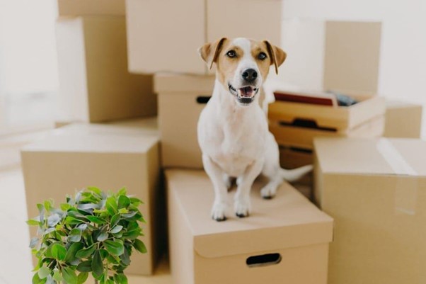 Benefits of Hiring a Professional Pet Relocation Company