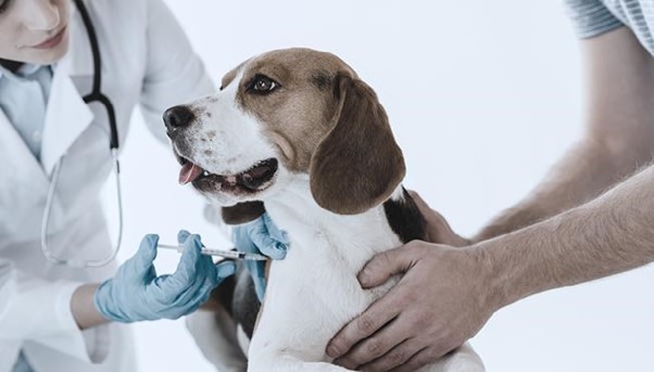 The Importance of Vaccinations Before Relocating Your Furry Friends